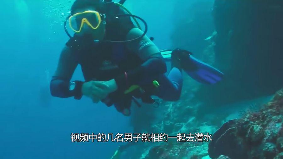 逃离天鹅森林
